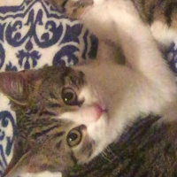 Tekir Kedi, Kedi  Roberto fotoğrafı