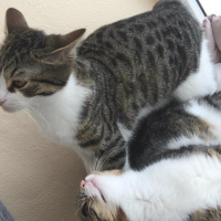 Tekir Kedi, Kedi  Roberto fotoğrafı