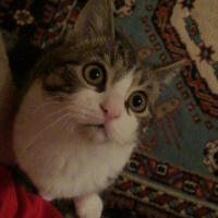 Tekir Kedi, Kedi  Roberto fotoğrafı