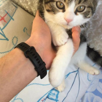 Tekir Kedi, Kedi  Roberto fotoğrafı
