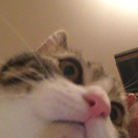 Tekir Kedi, Kedi  Roberto fotoğrafı