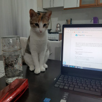Tekir Kedi, Kedi  Fıstık fotoğrafı
