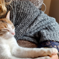 Tekir Kedi, Kedi  Fıstık fotoğrafı