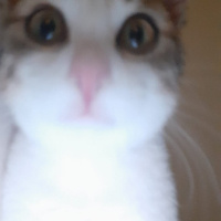 Tekir Kedi, Kedi  Fıstık fotoğrafı