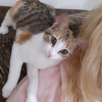 Tekir Kedi, Kedi  Fıstık fotoğrafı