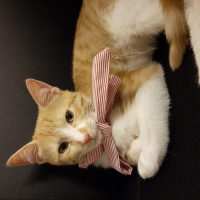 Tekir Kedi, Kedi  Havuç fotoğrafı