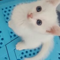 Ankara Kedisi, Kedi  Mia fotoğrafı