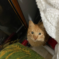 Sarman, Kedi  Sarı fotoğrafı