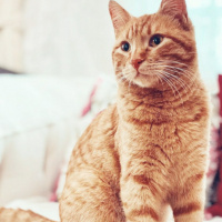 Sarman, Kedi  Sarı fotoğrafı