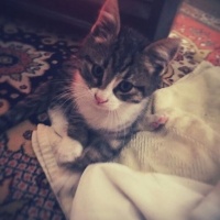 Tekir Kedi, Kedi  Oscar fotoğrafı