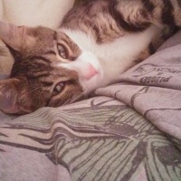 Tekir Kedi, Kedi  Oscar fotoğrafı