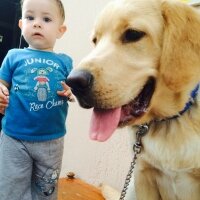 Golden Retriever, Köpek  Berduş fotoğrafı