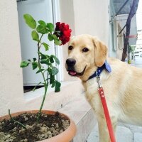 Golden Retriever, Köpek  Berduş fotoğrafı