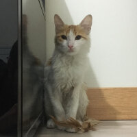 Sarman, Kedi  Jelibon fotoğrafı