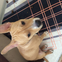 Amerikan Staffordshire Terrier, Köpek  Alice fotoğrafı