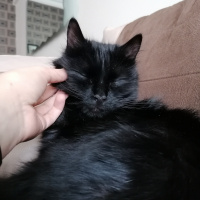 Tiffany/Chantilly, Kedi  Tofu fotoğrafı