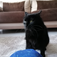 Tiffany/Chantilly, Kedi  Tofu fotoğrafı