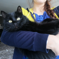 Tiffany/Chantilly, Kedi  Tofu fotoğrafı