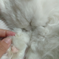 Chinchilla, Kedi  atlas fotoğrafı