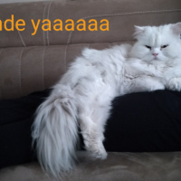 Chinchilla, Kedi  atlas fotoğrafı