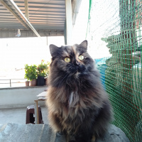 Chinchilla, Kedi  atlas fotoğrafı