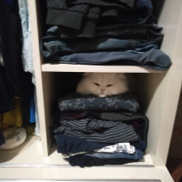 Chinchilla, Kedi  atlas fotoğrafı