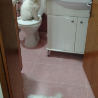 Chinchilla, Kedi  atlas fotoğrafı