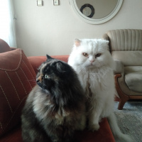 Chinchilla, Kedi  atlas fotoğrafı