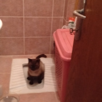 Chinchilla, Kedi  atlas fotoğrafı
