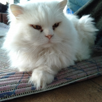 Chinchilla, Kedi  nova fotoğrafı