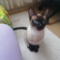 Siyam Kedisi, Kedi  muezza fotoğrafı