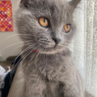 British Shorthair, Kedi  Leo fotoğrafı