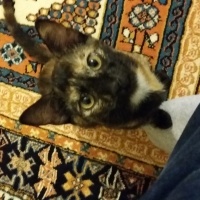 Bombay, Kedi  Türbü ve müptezel fotoğrafı