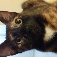 Bombay, Kedi  Türbü ve müptezel fotoğrafı