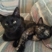 Bombay, Kedi  Türbü ve müptezel fotoğrafı