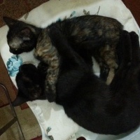 Bombay, Kedi  Türbü ve müptezel fotoğrafı