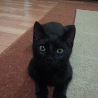 Bombay, Kedi  Türbü ve müptezel fotoğrafı