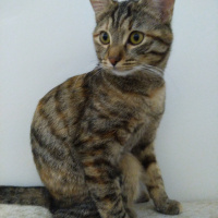 Tekir Kedi, Kedi  Karamel fotoğrafı