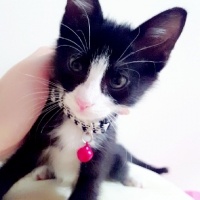 Tekir Kedi, Kedi  mino fotoğrafı