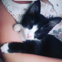 Tekir Kedi, Kedi  mino fotoğrafı