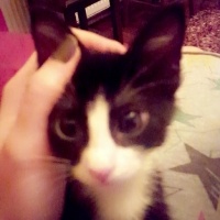 Tekir Kedi, Kedi  mino fotoğrafı