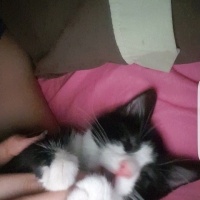 Tekir Kedi, Kedi  mino fotoğrafı