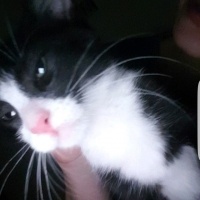 Tekir Kedi, Kedi  mino fotoğrafı