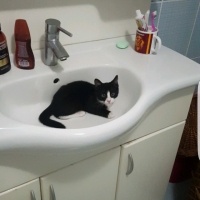 Tekir Kedi, Kedi  mino fotoğrafı