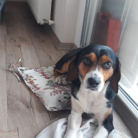 Beagle, Köpek  Dobby fotoğrafı