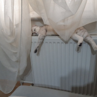 Scottish Fold, Kedi  Mia fotoğrafı