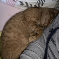 Tekir Kedi, Kedi  Bal fotoğrafı