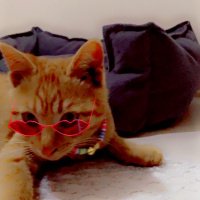Tekir Kedi, Kedi  Bal fotoğrafı