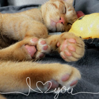 Tekir Kedi, Kedi  Bal fotoğrafı