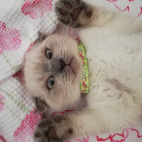 Scottish Fold, Kedi  Oscar fotoğrafı